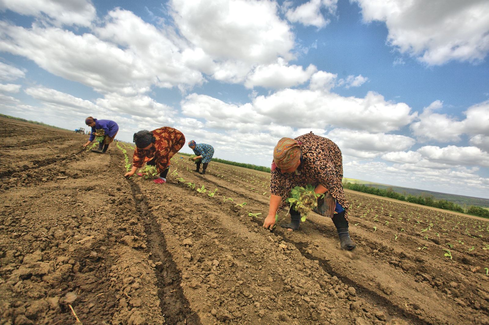 Agricultural Inputs